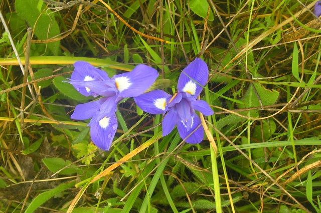portugal, the algarve, vilamou-40.jpg - BARBARY IRIS - PORTUGAL